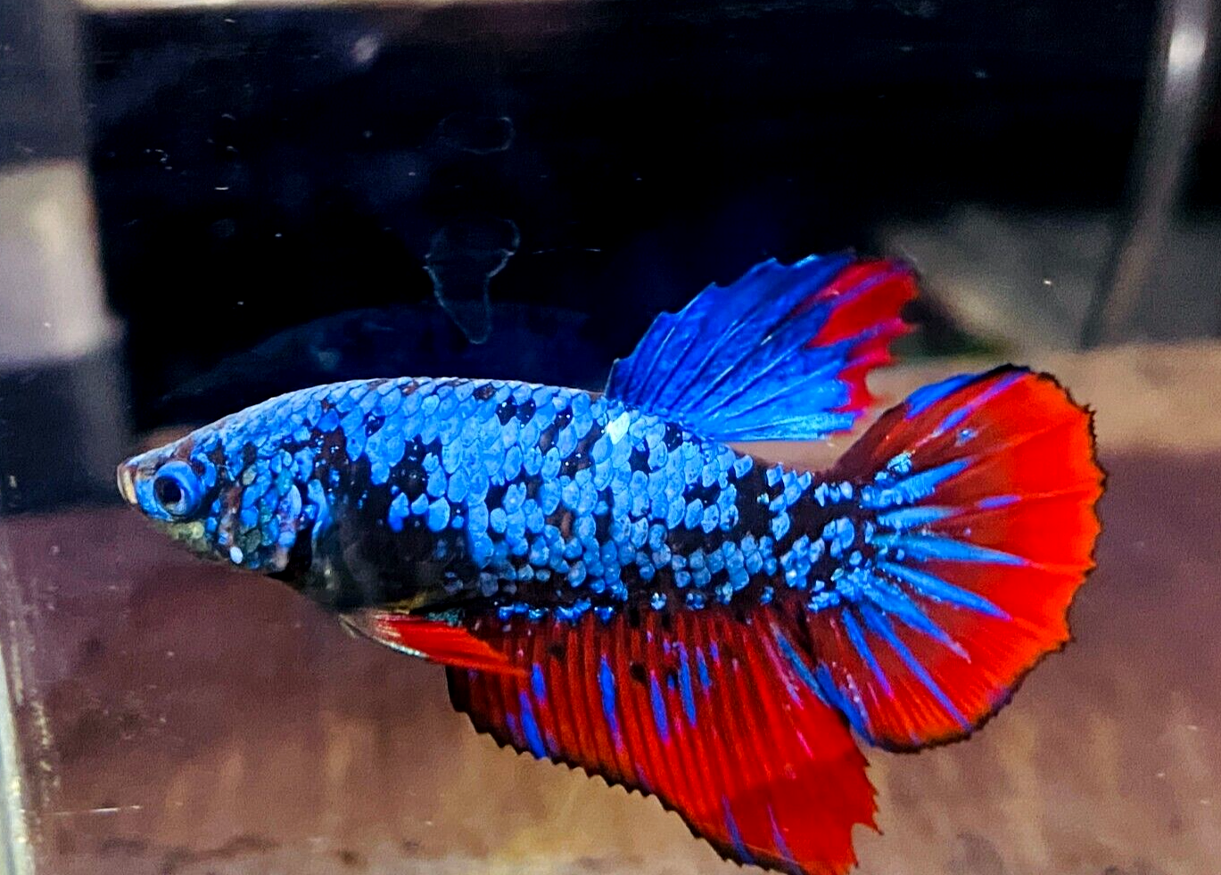 Live Betta Fish Halfmoon Avatar Vampire Gordon Female #HF02 From Indonesia