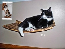 Set of 3 Curvy Shelves  6 Sisal Steps