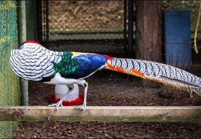  6 Lady Amherst pheasants hatching eggs 