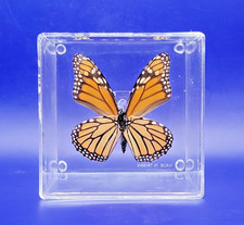 Real Monarch Butterfly Diorama Taxidermy In Acrylic Display Insect Bug As Found.