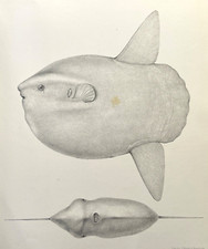 Ocean Sunfish Antique Print 1800s Zoological Illustration Plate