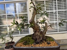 MASSIVE LIVE Azalea Pre-Bonsai Tree, Flowering Twin Trunk, 10 Nebari