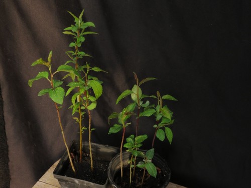 5 Malus Floribunda Japanese White Flowering Crabapple Tree Seedlings - Picture 2 of 4