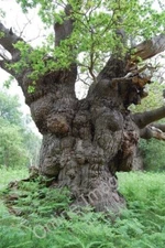 Photo 6x4 Brilliant Oak at Staverton Park - The Tree hunter Butley Staver c2010