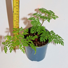 Cow Parsley Anthriscus Sylvestris wildflower plants in 0.3 Litre Pots