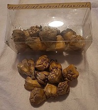 25 Camel Foot Pods Exotic Dried Natural Botanicals Vivarium Springtails Floral