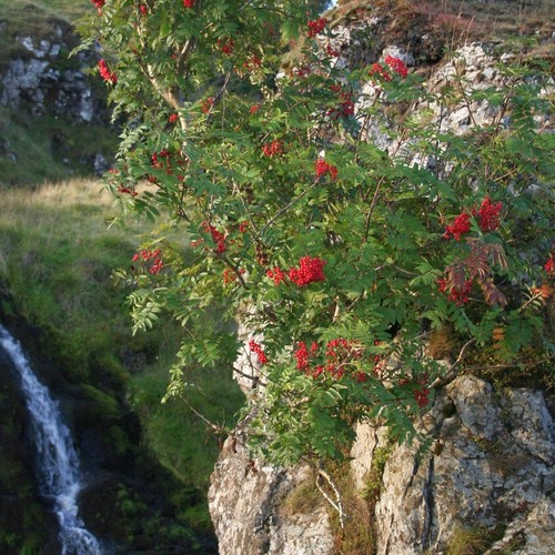 Icelandic Arctic Tea – Wild Nordic Herbal Blend with Flowers, Berries & Rhodiola - Picture 6 of 10
