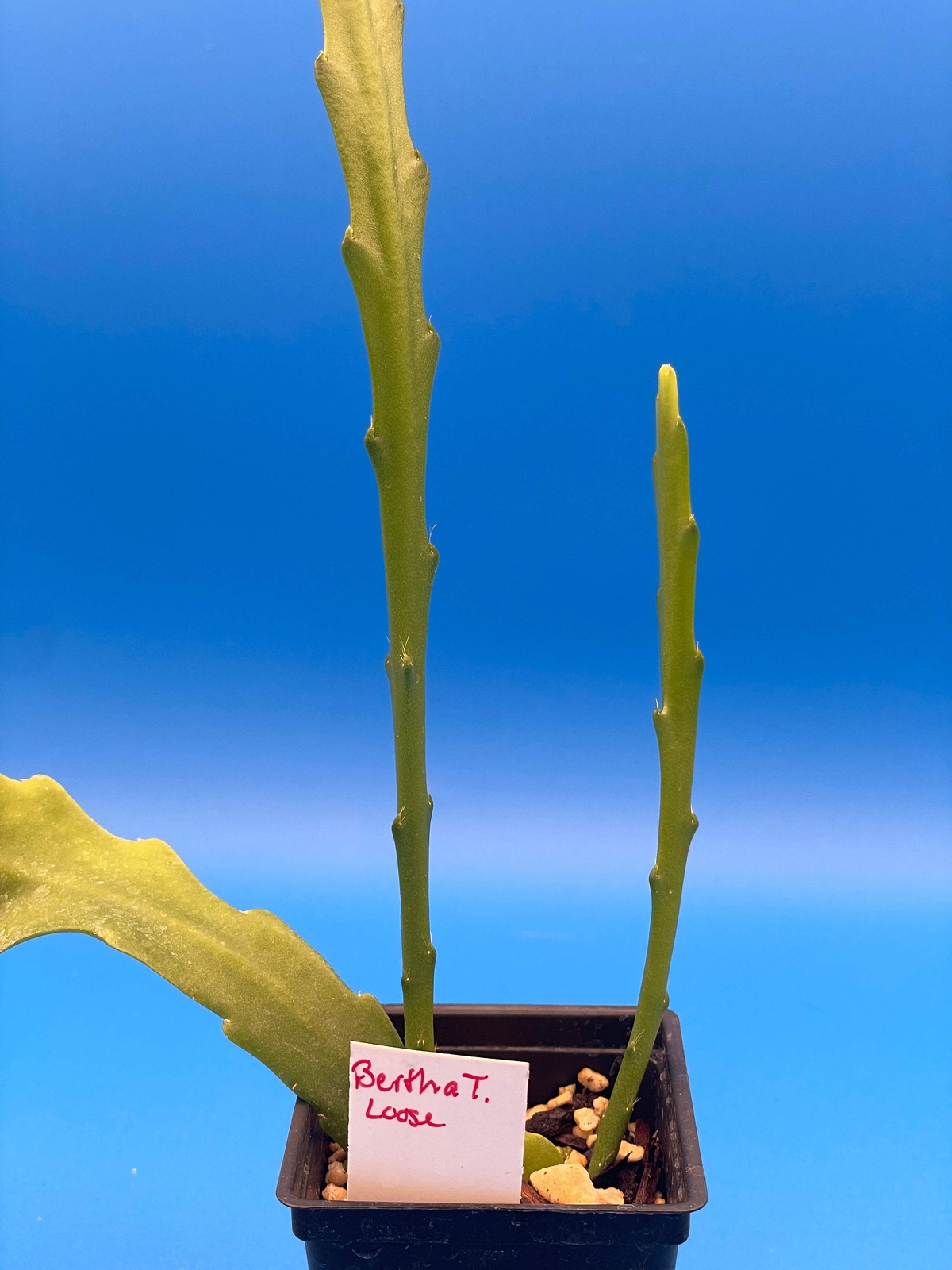 Epiphyllum Hybrid 'Bertha Talbot Loose' Fully-Rooted Starter Pot