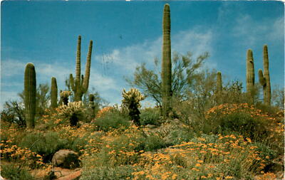 Phoenix, SBI, Springtime, 1965, California, Florence, Smokey, Postcard |  eBay