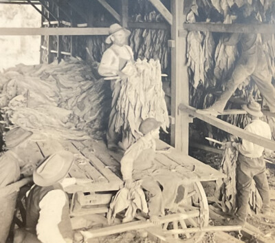 keystone tobacco Lexington KY Hanging Tobacco For Curing Wagon 1920s Keystone V23498 SA6