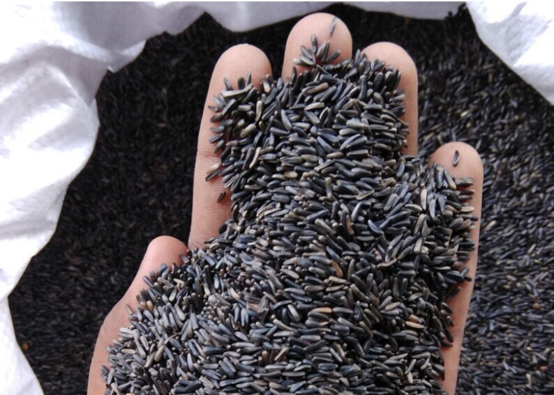 Ramtil, Niger Seed, Guizotia Abyssinica, Organic Ramtil, Natural Ramtil |  eBay