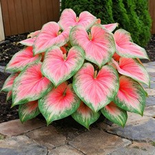 Hosta Seeds for Planting, 280 Mixed Hosta Seeds, Perennial Flower Palnts, Non-G