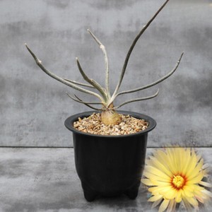 astrophytum ornatum Astrophytum ornatum 