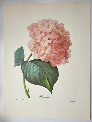 Schönste Blumen Pflanze J P Redoute großer Farbdruck Hortensie