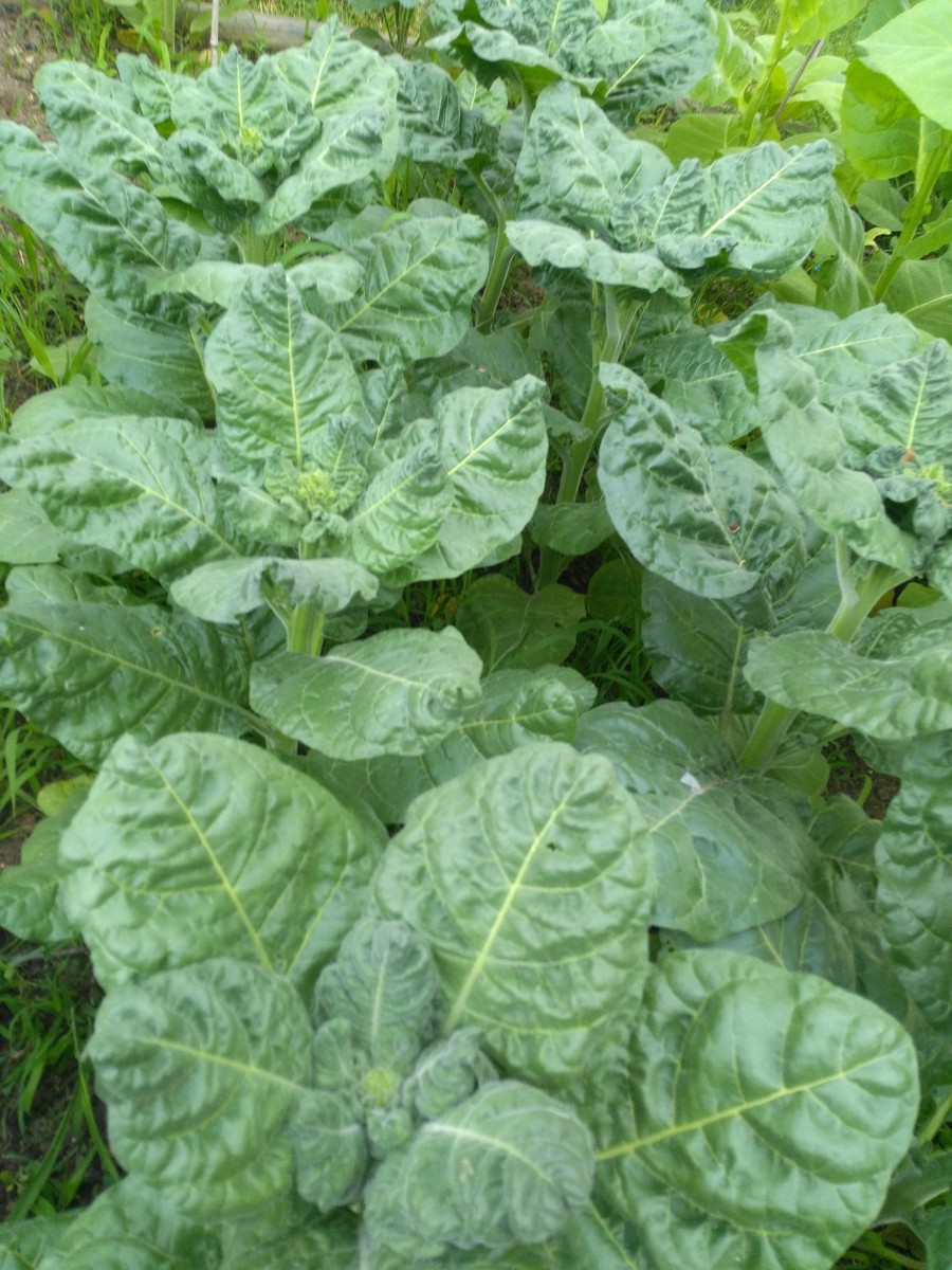 makhorka tobacco Ceremonial Indian TOBACCO 1500+ SEEDS NICOTIANA RUSTICA Mapacho Aztec  Makhorka