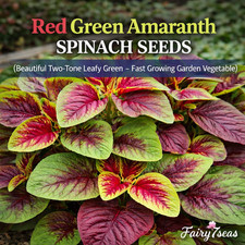 Red Green Amaranth Spinach Seeds – Chinese Spinach / Callaloo/ Asian Vegetable