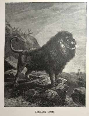 Barbary Lion  Rev. J.G. Wood & L. Prang, Our Living World Popular Edition