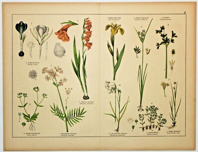  CROCUS, SWORD LILY, YELLOW IRIS  Antique Botanical Lithograph 1880 III