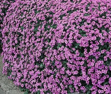 AUBRIETA ROCK CRESS CASCADE PURPLE Aubrieta Hybrida Superbissima 250 Bulk Seeds