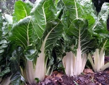 Lucullus Swiss Chard Seeds, NON-GMO, Salad Greens, Goosefoot, FREE SHIPPING