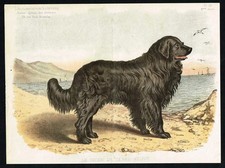 Newfoundland Dog – Antique Print 1885 L’Acclimatation Illustrée Brussels