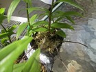 Dendrobium Adastra (aphyllum x anosmum) orchid 3 POTS OF 2 PLANTS — photo 9