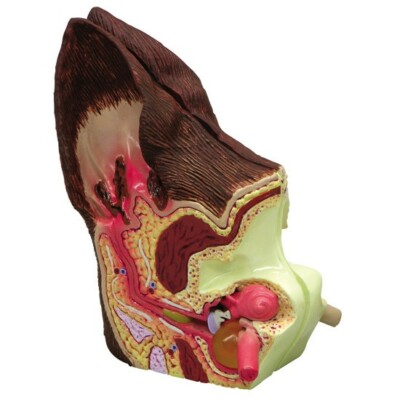 Canine Ear 2-Sided Anatomical Model  GPI  LFA #9200 SEE VIDEO Make Us an Offer!