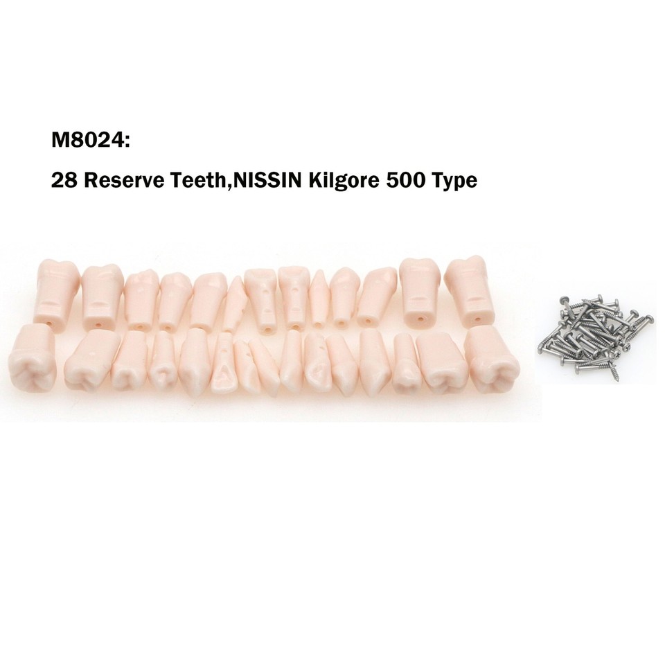 Modèle Dentaire Typodont 28 Pièces (dents Amovibles) Compatible Kilgore NISSIN 200 - Neuf