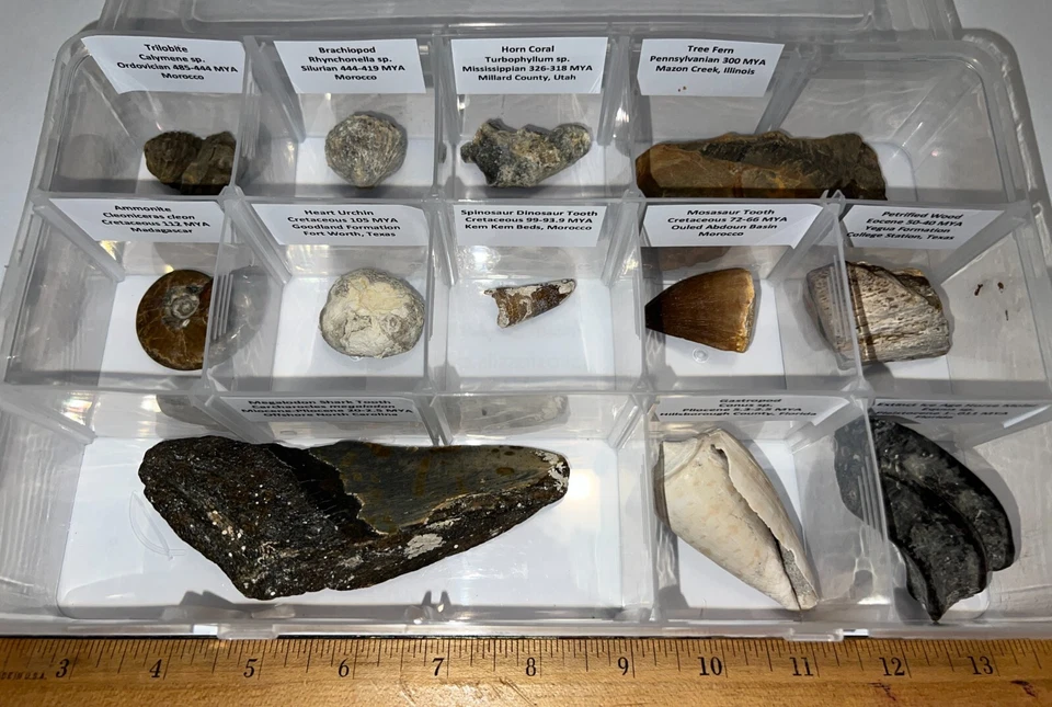 Labeled REAL 12 Fossil Lot Case MEGALODON, SPINOSAUR DINOSAUR TOOTH, TRILOBITE - Image 2 of 4