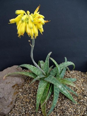 ALOE SINKATANA -Sudan Aloe-- Large rooted plant -- COOL COLORS-REPEAT  BLOOMER! | eBay