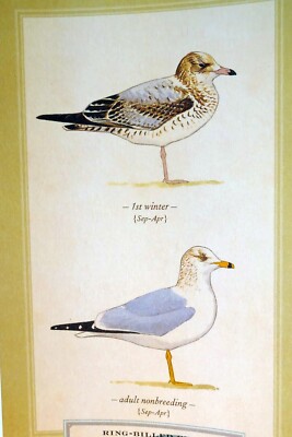 Ring-Billed Gull Shorebird Postcard Bird by David Sibley - unposted , new