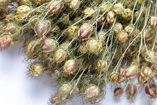 Nigella Pod Dried Flower Bunch 25 cm