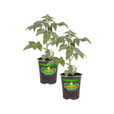 19 Oz. Bonnie Original Tomato Plant (2-Pack)