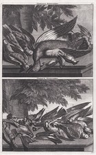 Uccelli Piccioni Anatre Incisione In Rame Bruijn 1718