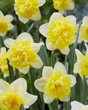Full House Double Daffodil Bulbs