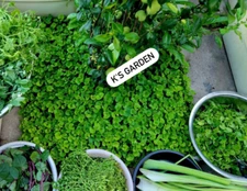 PENNYWORT , GOTU KOLA SEEDS (BIG LEAF) , HẠT RAU MÁ LÁ LỚN (200+ PCS)