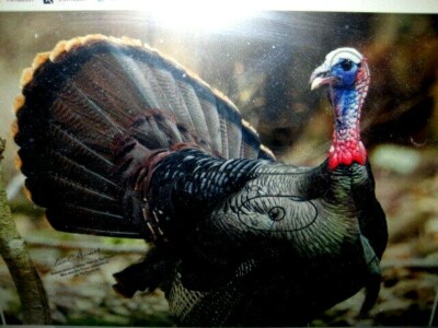 TURKEY HIGH DEFINITION  20''X 22.5 POLY-PLASTIC-* TWO TARGETS per set -MADE IN US