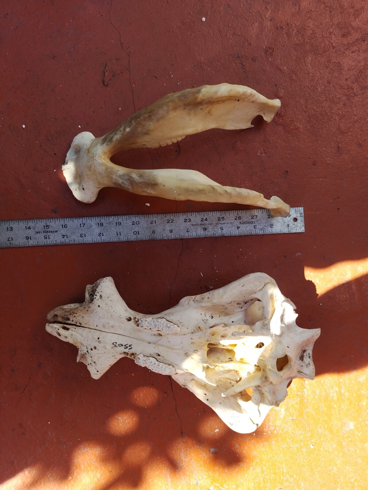 Lot Of Large African Skulls And African Horns Wart Hog Kudu And More eBay