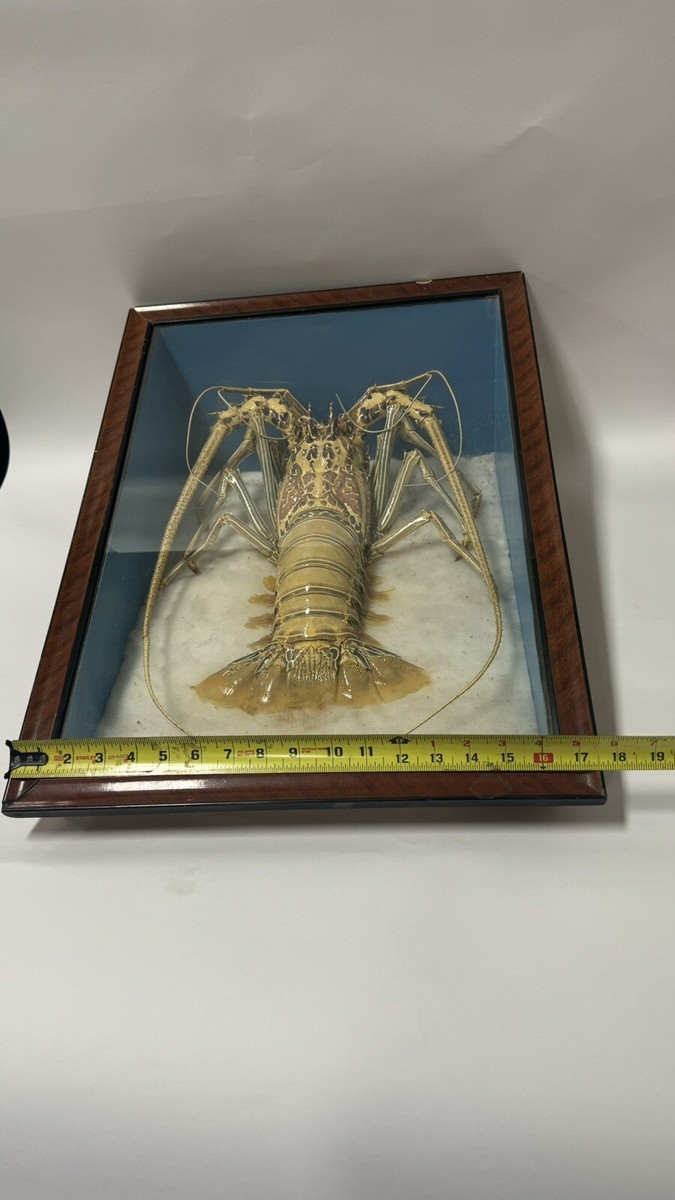 Victorian Specimen Albino Taxidermy Lobster in Shadow Box Frame | eBay