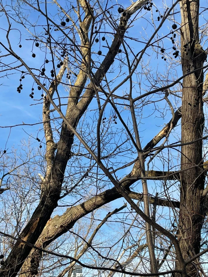 Chokecherry Seeds Prunus Virginiana 15 Fresh Hardy Fruit and Landscape Tree - Image 4 of 4
