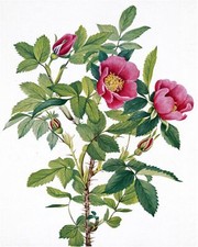 Flowers Rose Accent Tile Art Mural Kitchen Bathroom Wall Backsplash Ceramic