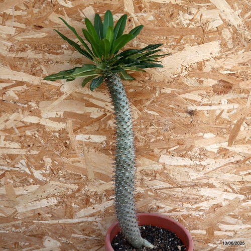 D4603 PACHYPODIUM FIHERENSIS pot22-H51-W5 cm MaMa Cactus