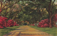 LANE THROUGH SPRING HILL COLLEGE OAKS & AZALEAS POSTCARD MOBILE AL ALABAMA 1930s