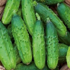Cucumber seeds Anulka F1,  0,5 g Cucumber, organic rare seeds-398