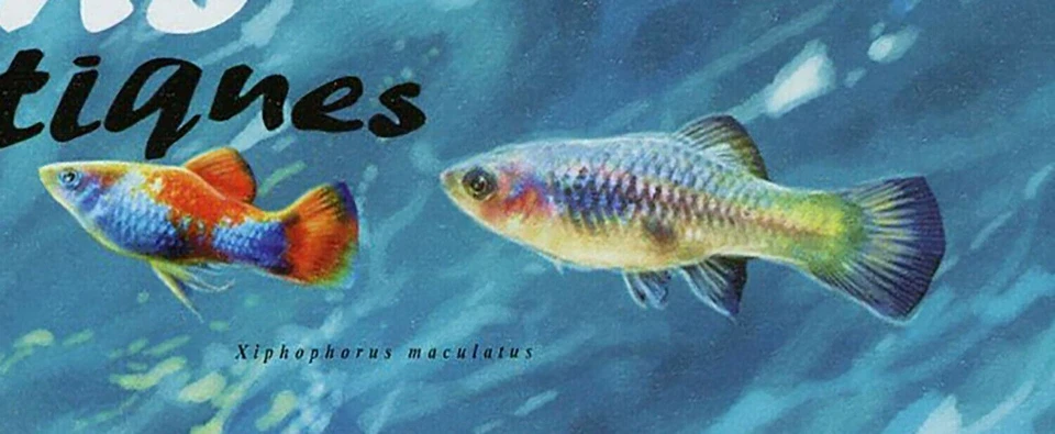 Exotic Fish Stamp Pterophyllum Scalare Poecilia Reticulata Pygocentrus Nattereri - Image 4 of 4