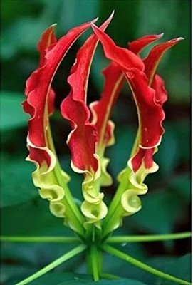 gloriosa lilium flower bulbs for Your Garden - Pack of 3 flower Bulbs
