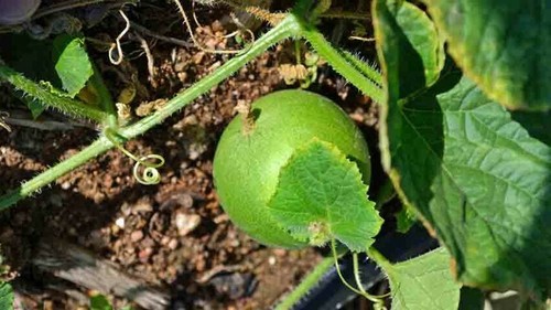 Mango Vine Peach Melon 25 Seeds Organic Melons Early Prolific Heirloom Garden - Picture 4 of 7