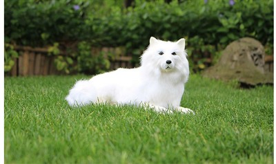 white samoyed husky