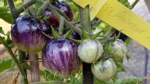 10 graines de tomate PAINTED PINK jolie rareté résistante tolérante au froid - Picture 6 of 12