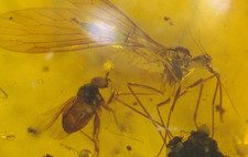 Superb Mosquito Like Scorpionfly in Burmese Burmite Amber Fossil Dinosaur Age